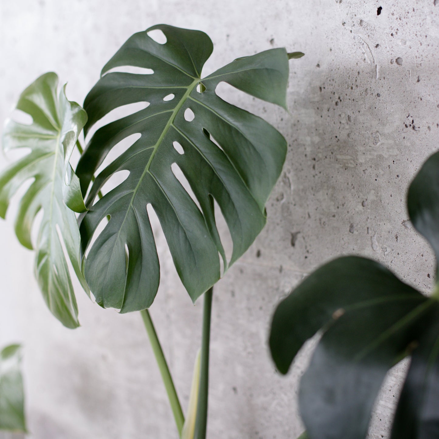 Healthy plant