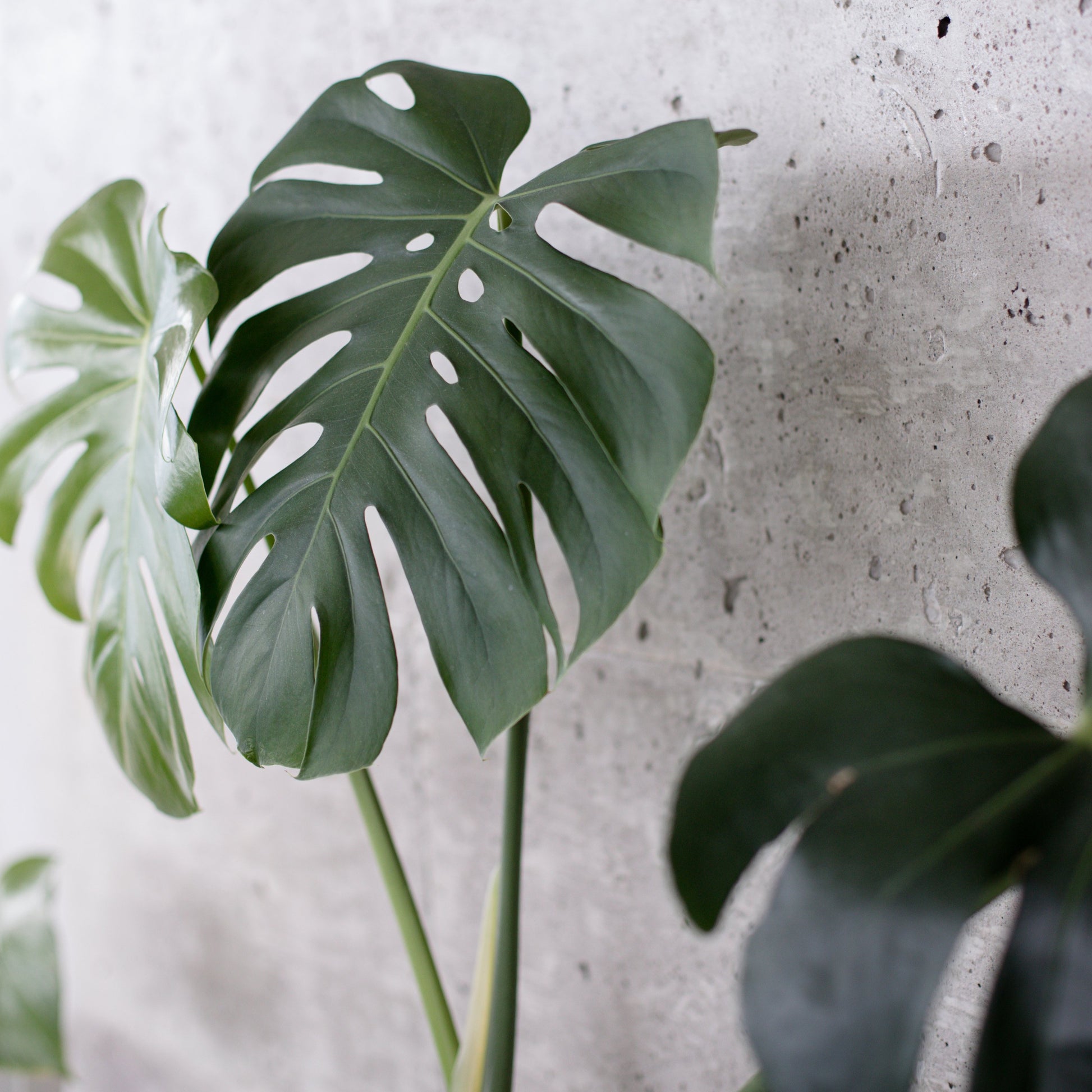 Healthy plant